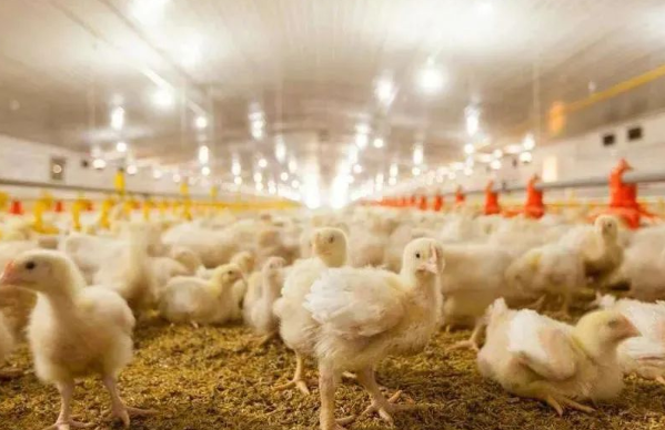 赋能绿色畜禽养殖，EK低温热泵解决温度和环境污染问题