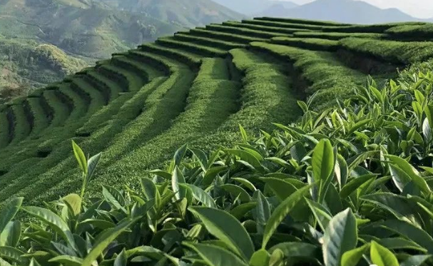 传承韵味茶飘香 正旭热泵烘干机助力茶厂提升茶叶干燥工艺